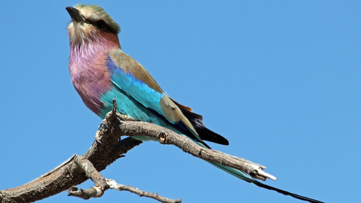 Bird Watching