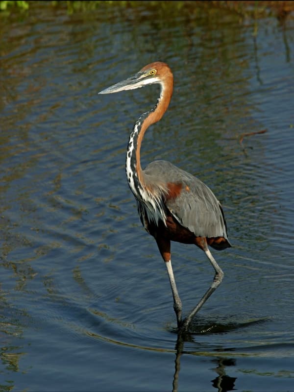 Bird Watching 2