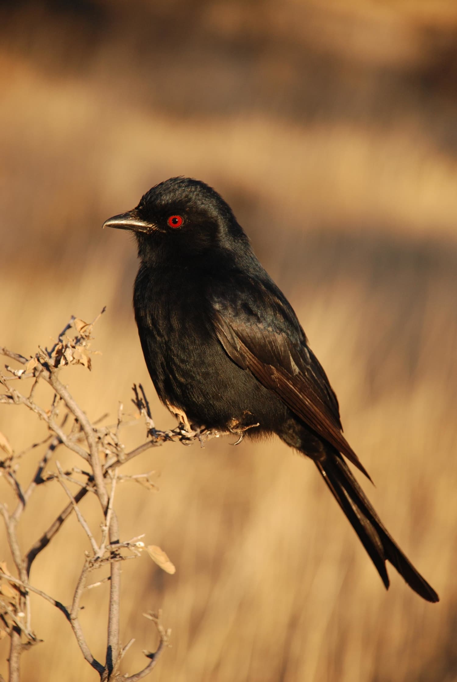 Bird Watching 4
