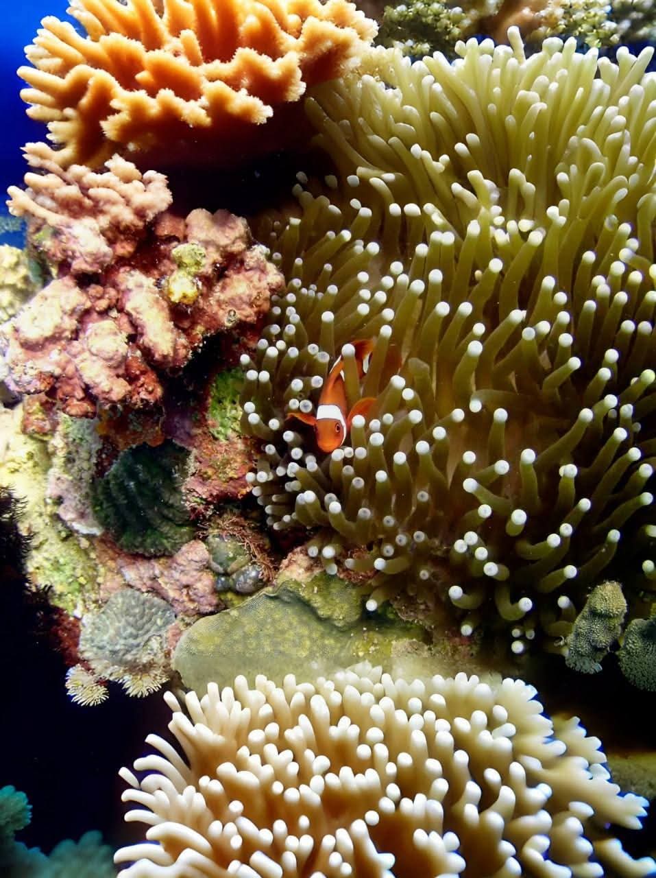 Diver exploring coral gardens