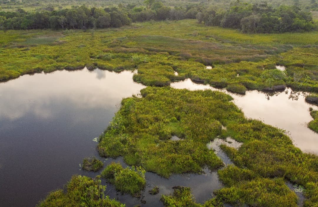 Island Hippo Viewing