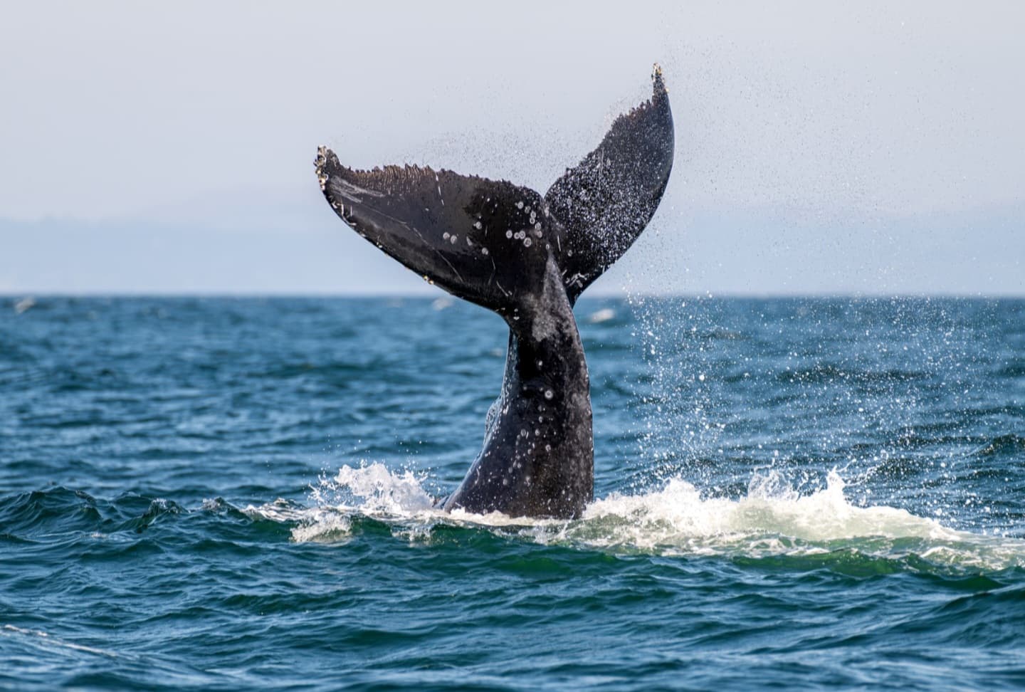 Humpback Whale Watching 1