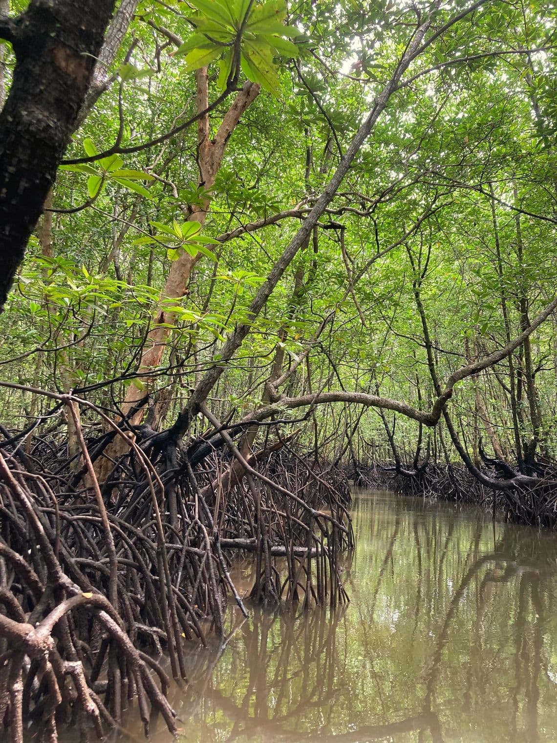 Mangrove Excursion