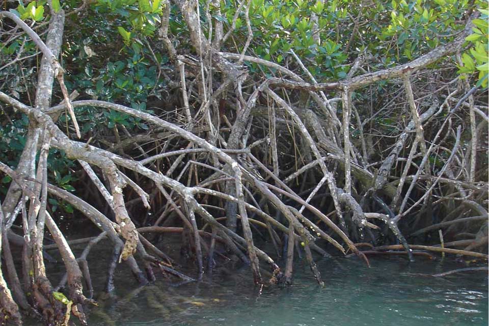 Mangrove Excursion 2