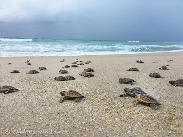 Turtle Hatching Experience