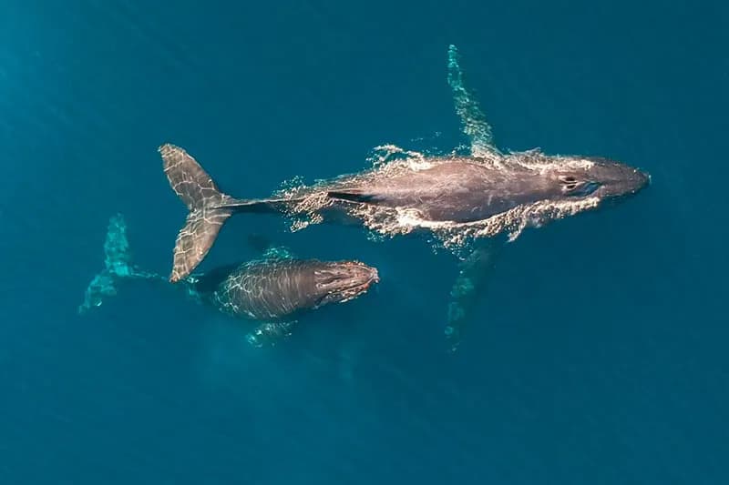 Full Day Whale Watching