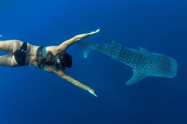 Full Day Whale Shark Experience