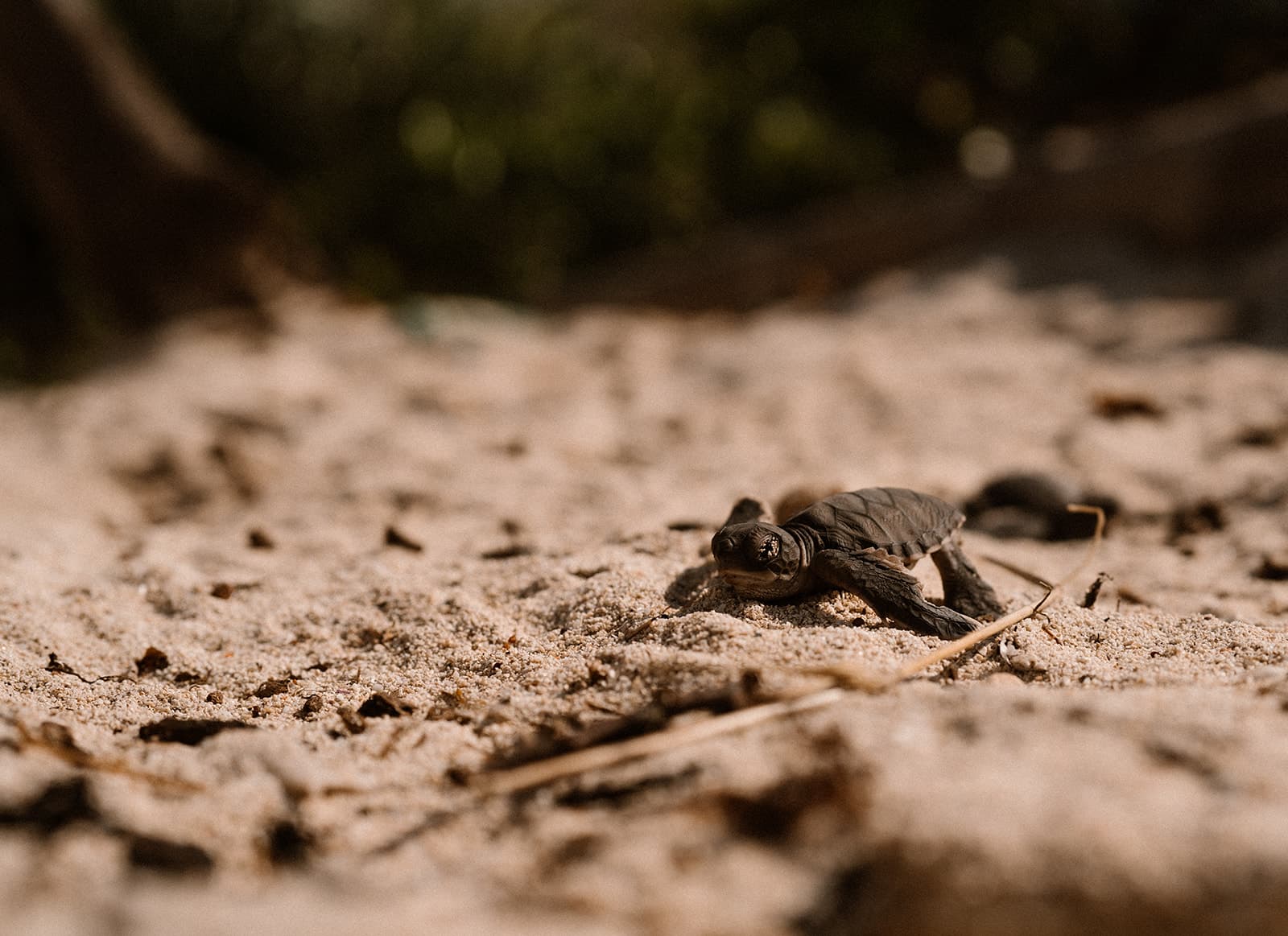 Turtle Hatching Experience 2