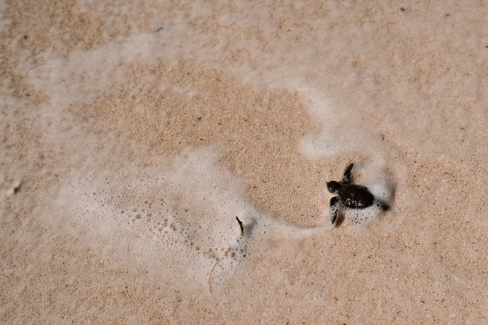 Turtle Hatching Experience 3