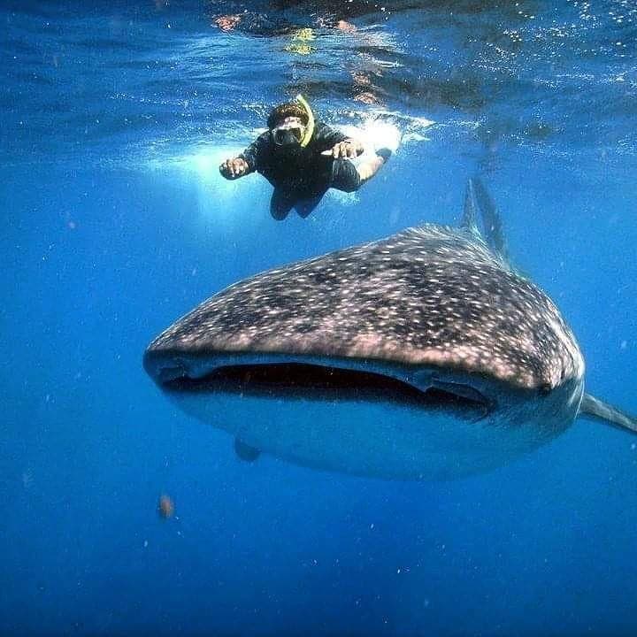 Whale Shark Tours
