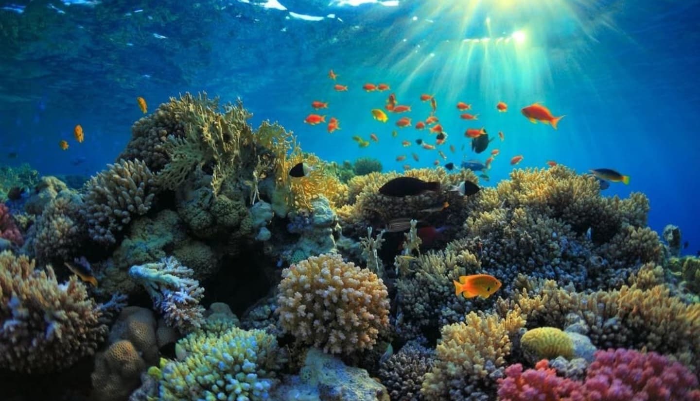 Chole Bay Snorkeling 2