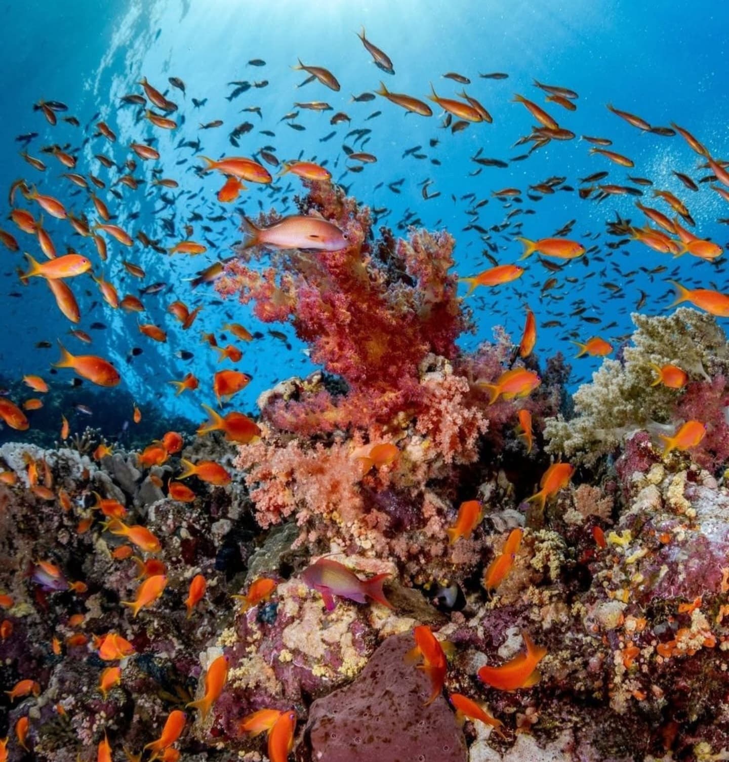Chole Bay Snorkeling 3