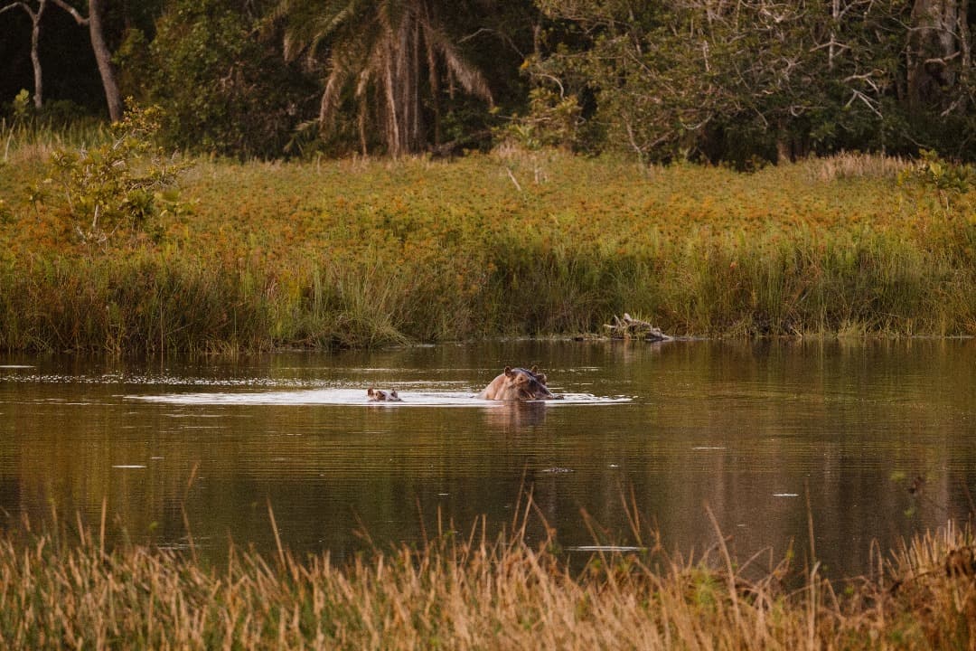 Island Hippo Viewing 2